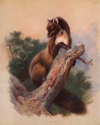 Baummarder